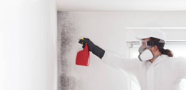 Office Mold Removal Services in Zion, IL